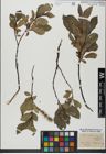 Foto von Salix glabra Scop.